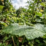 ‘Insect Safari’ Shines a New Light on Pennsylvania’s Fascinating World of Bugs